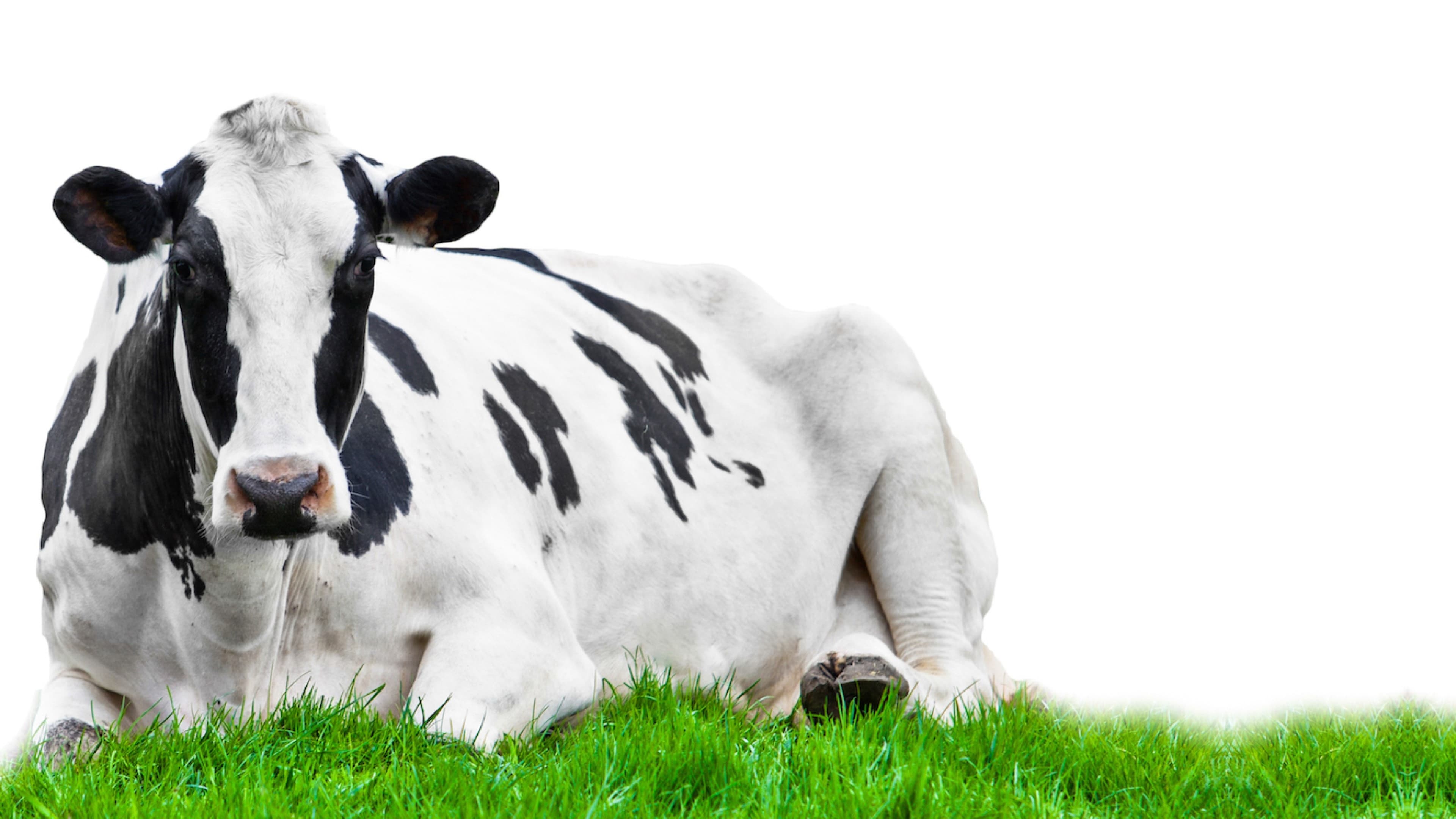 Vaca en pie acostada en pasto