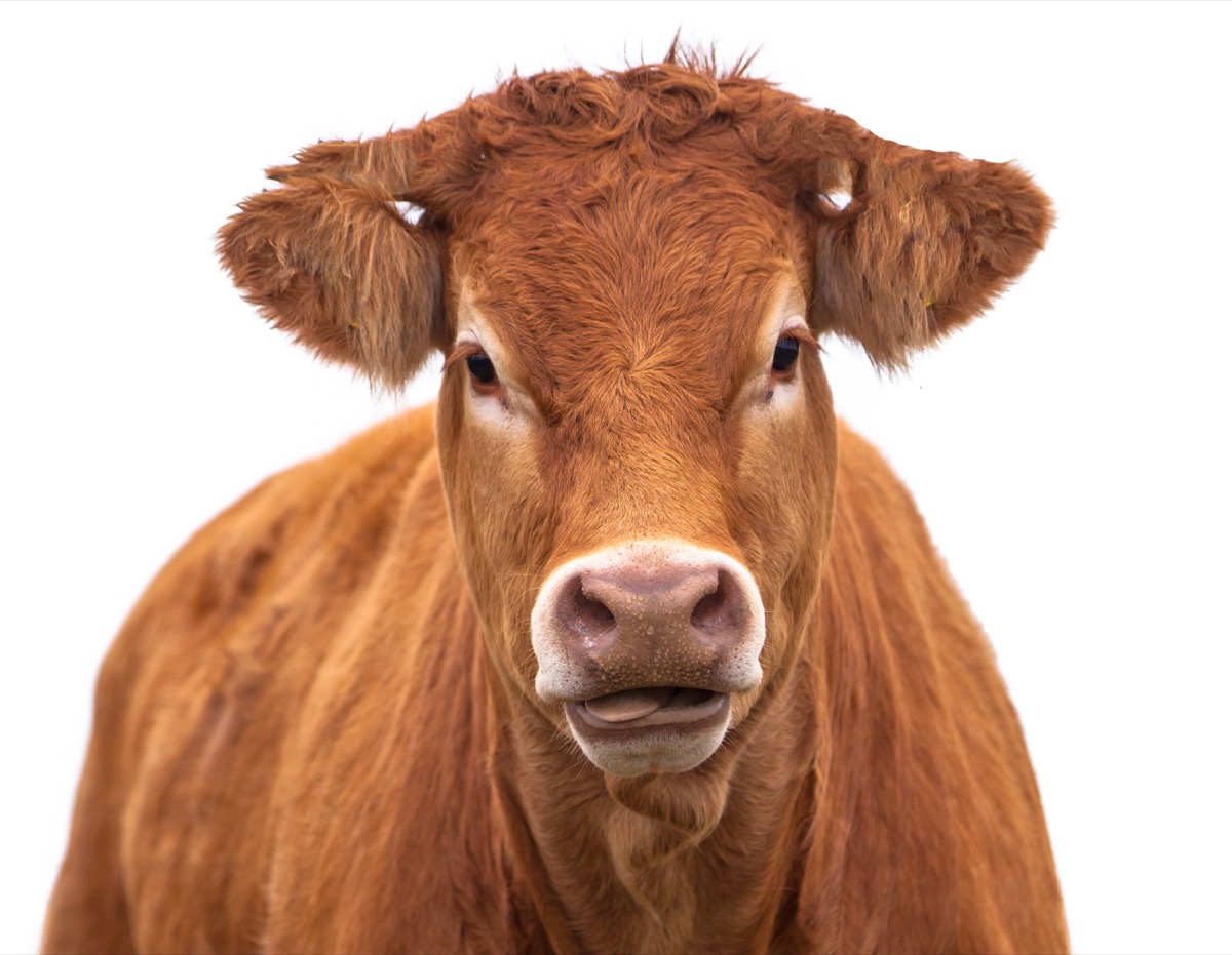 Novillo Jóven de Pie